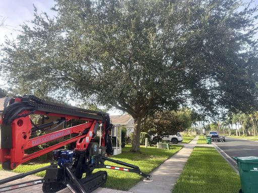 Tree Removal in Palm Bay