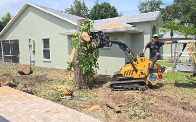 How East Coast Arbor Pro Navigated a Successful Large Oak Tree Removal Project in Sebastian, FL: A Case Study