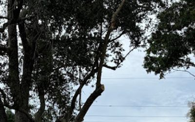 Melbourne, FL Homeowners Avoid Power Problems With Tree Trimming Services