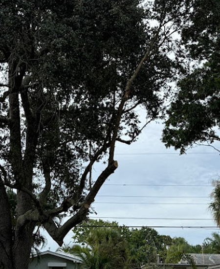 Tree Trimming in Melbourne