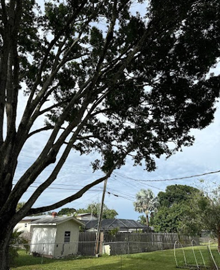 Tree Trimming in Melbourne