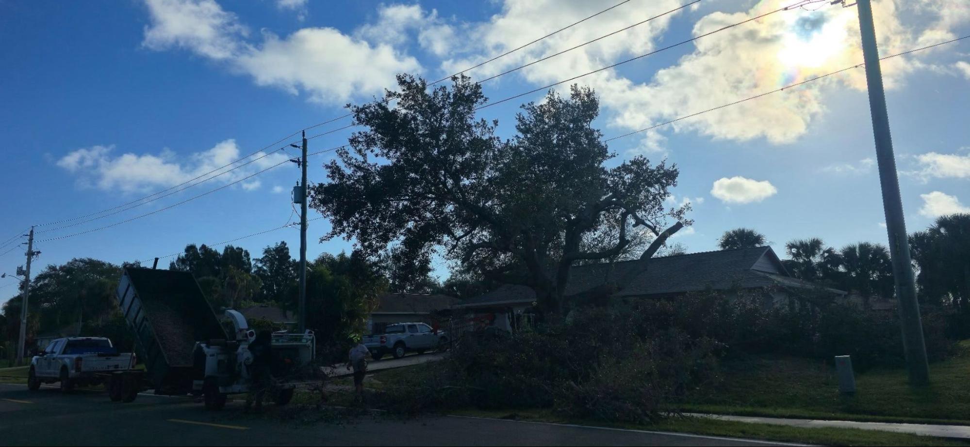 Tree Trimming and Pruning in Palm Bay