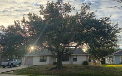 East Coast Arbor Pro Delivers Expert Tree Trimming and Pruning for a Palm Bay, FL, Homeowner