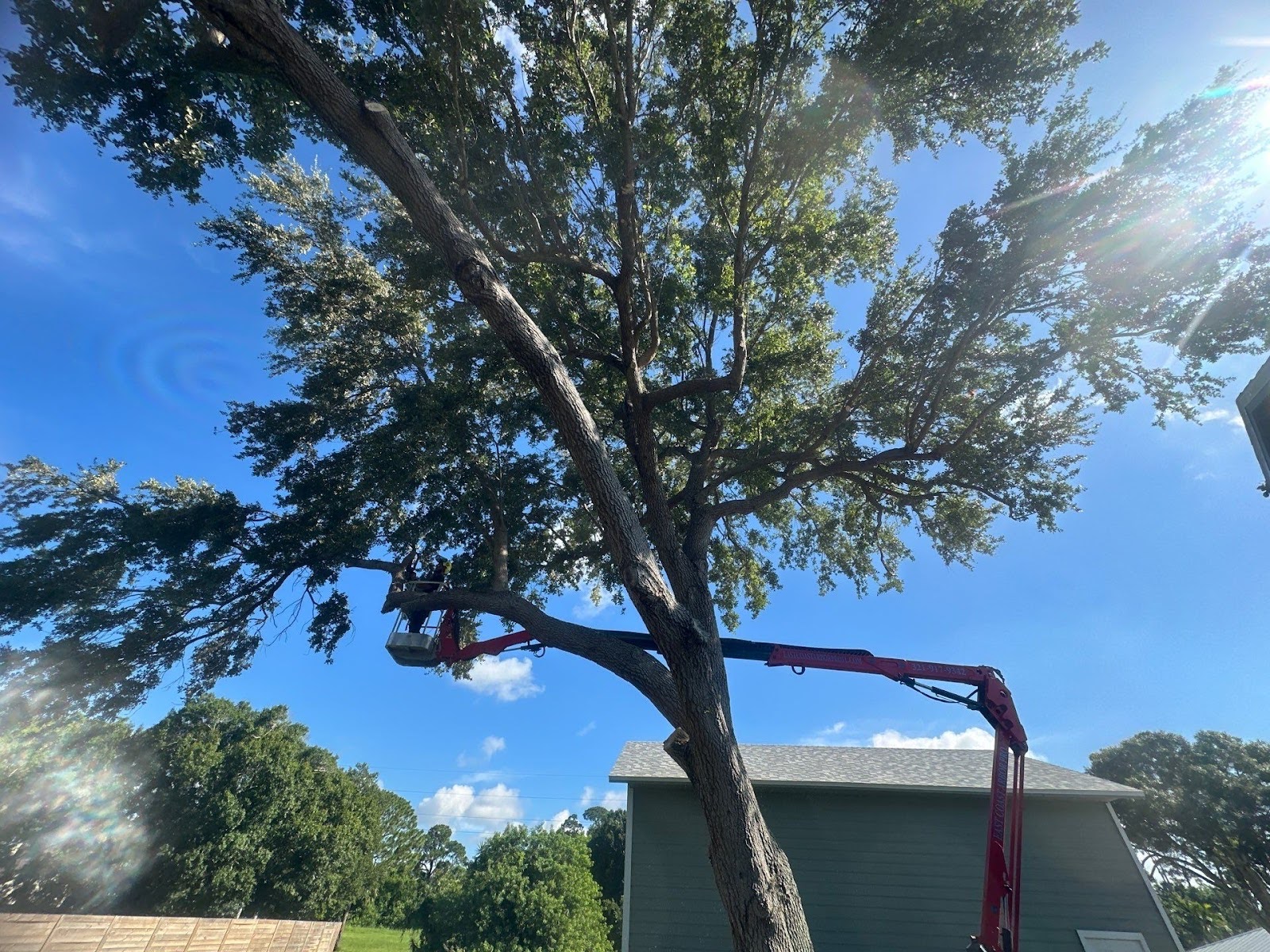 Tree Trimming of a Vero Beach Oak