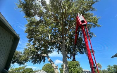 Beautiful Tree Trimming of a Vero Beach Oak