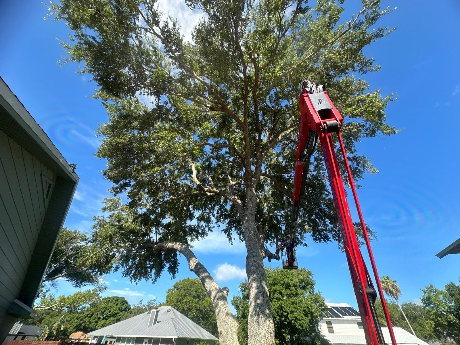Tree Trimming of a Vero Beach Oak