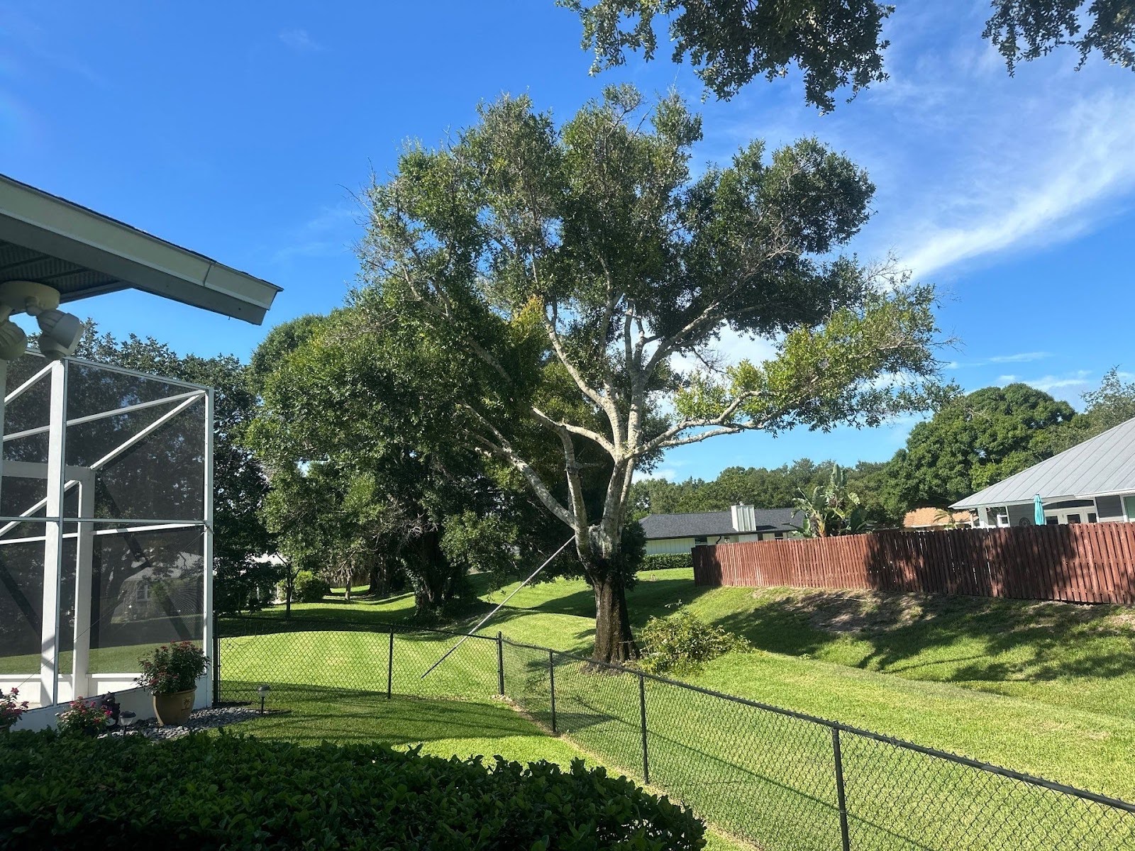 Tree Trimming of a Vero Beach Oak