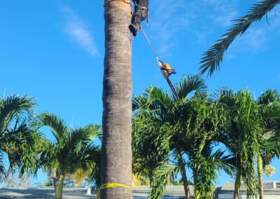 Tree removal 2 East Coast - East Coast Arbor Pro