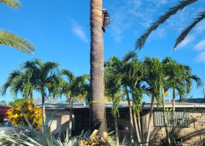 Tree removal East Coast - East Coast Arbor Pro