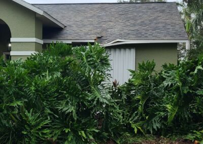 Tree trimming and Prunin East Coast - East Coast Arbor Pro