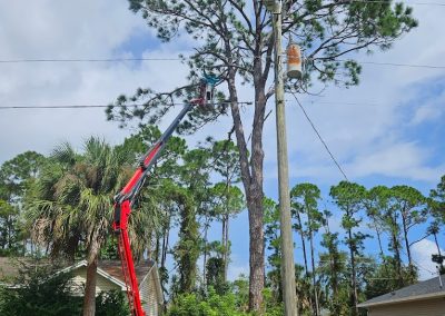 Tree Removal Melbourne FL