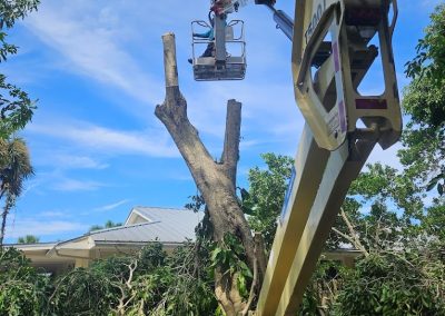 Tree Removal West Melbourne