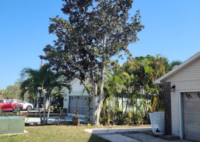 Tree Service Melbourne FL