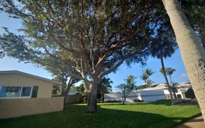 A Swift Multiple Oak Tree Removal in Melbourne, FL, by East Coast Arbor Pro