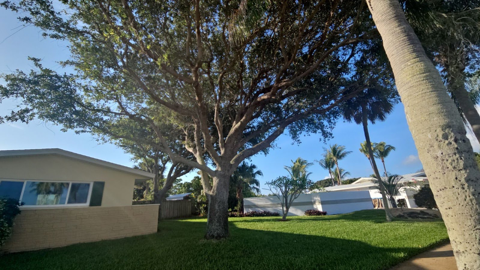a swift multiple oak tree removal in melbourne, fl