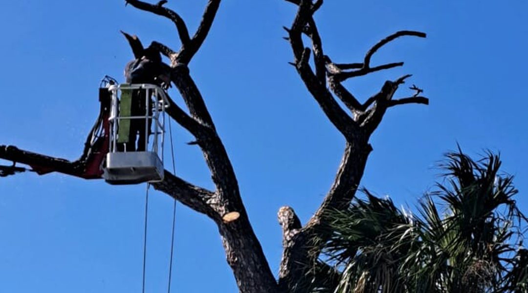 Five Pruning Mistakes to Avoid in Cocoa, FL
