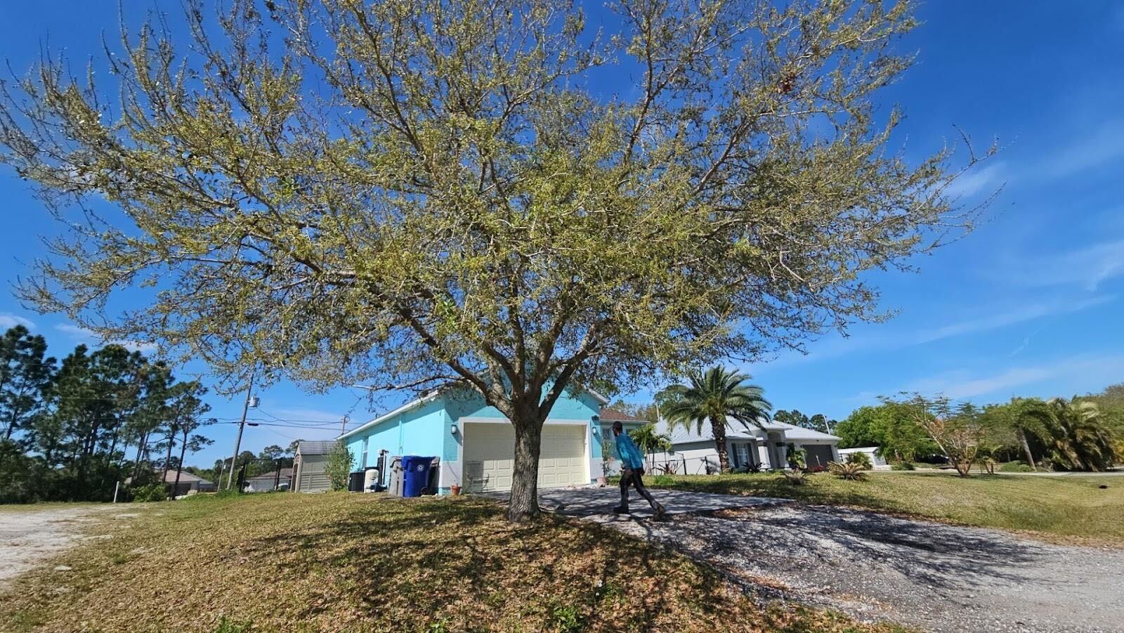 before live oak removal