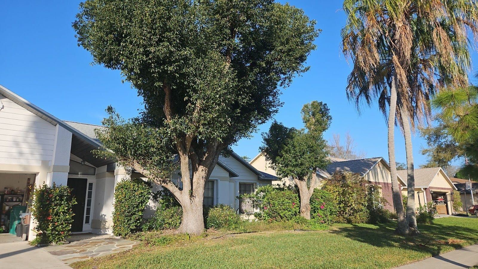 Before Tree Removal