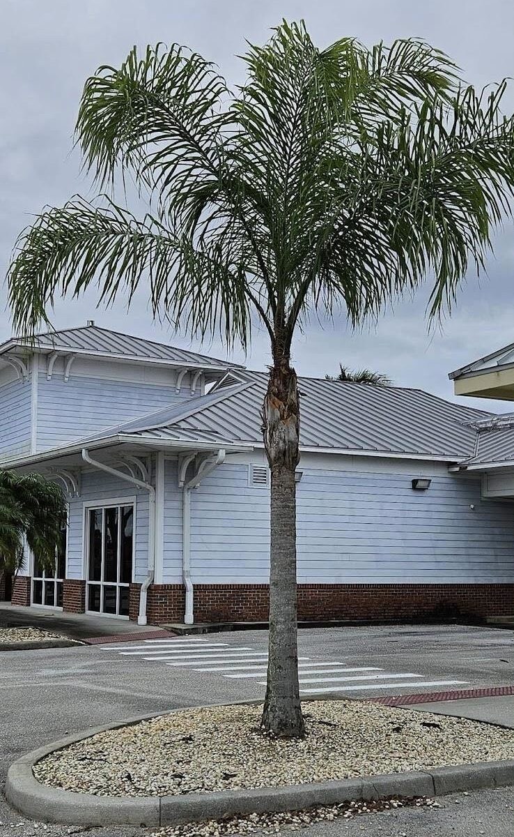clean palm tree