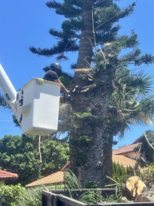 diseased tree removal