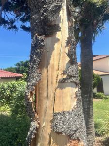 diseased tree removal