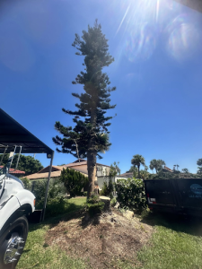 diseased tree removal