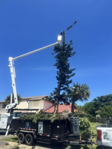 diseased tree removal