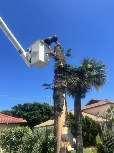 diseased tree removal