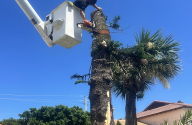 East Coast Arbor Pro Handles Diseased Tree Removal for Palm Bay Homeowners for Storm Season Protection