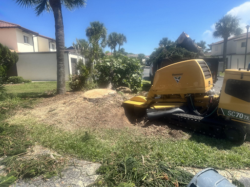 diseased tree removal 
