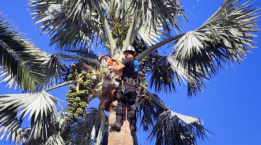 DIY Tree Trimming: Why Not?