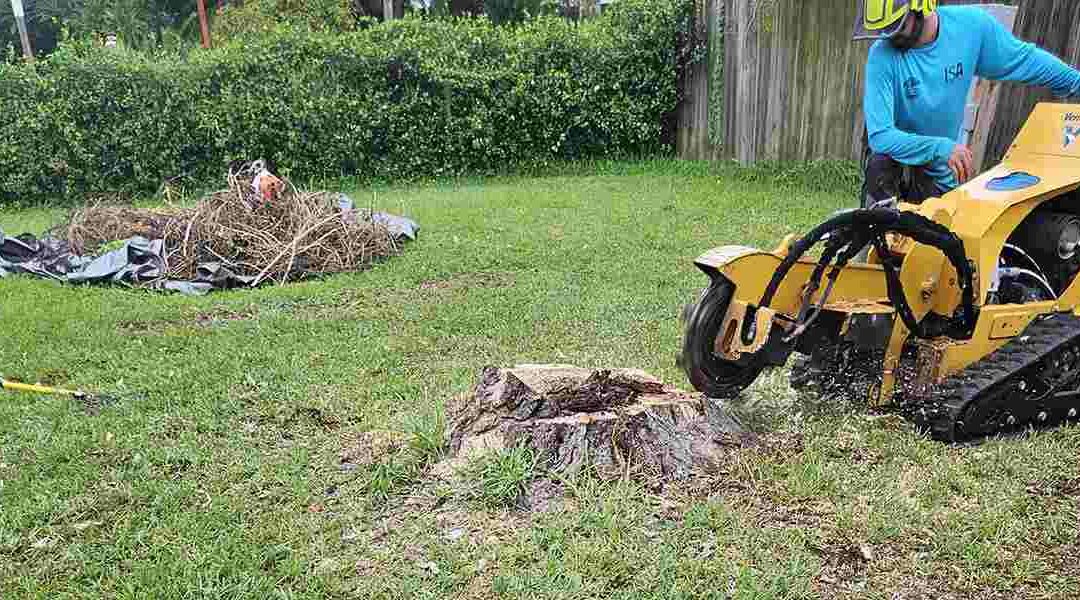 Do Tree Roots Die After Stump Grinding?