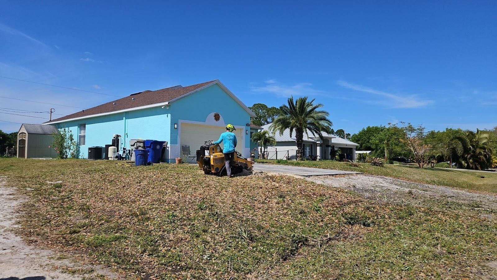 during live oak removal
