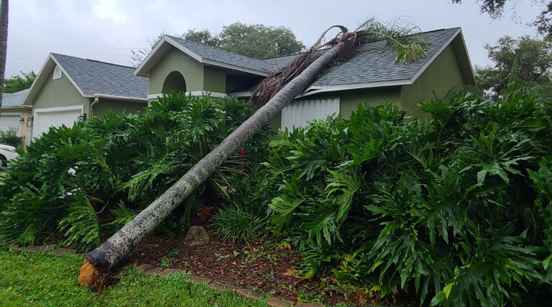 What Is Emergency Tree Felling in Melbourne, FL?