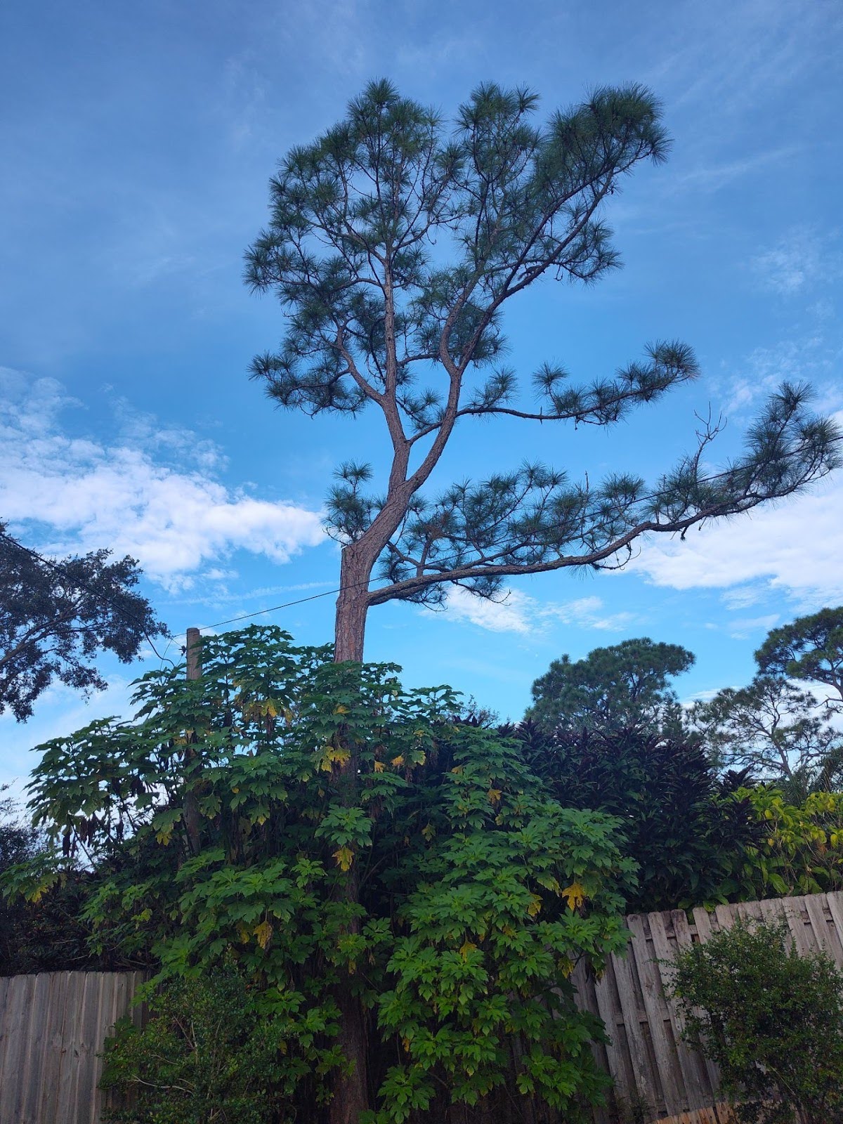 expert pine tree removal