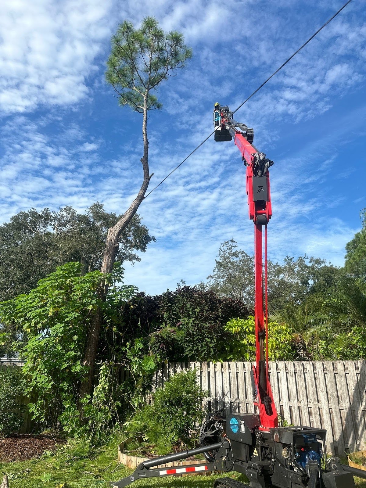 expert pine tree removal