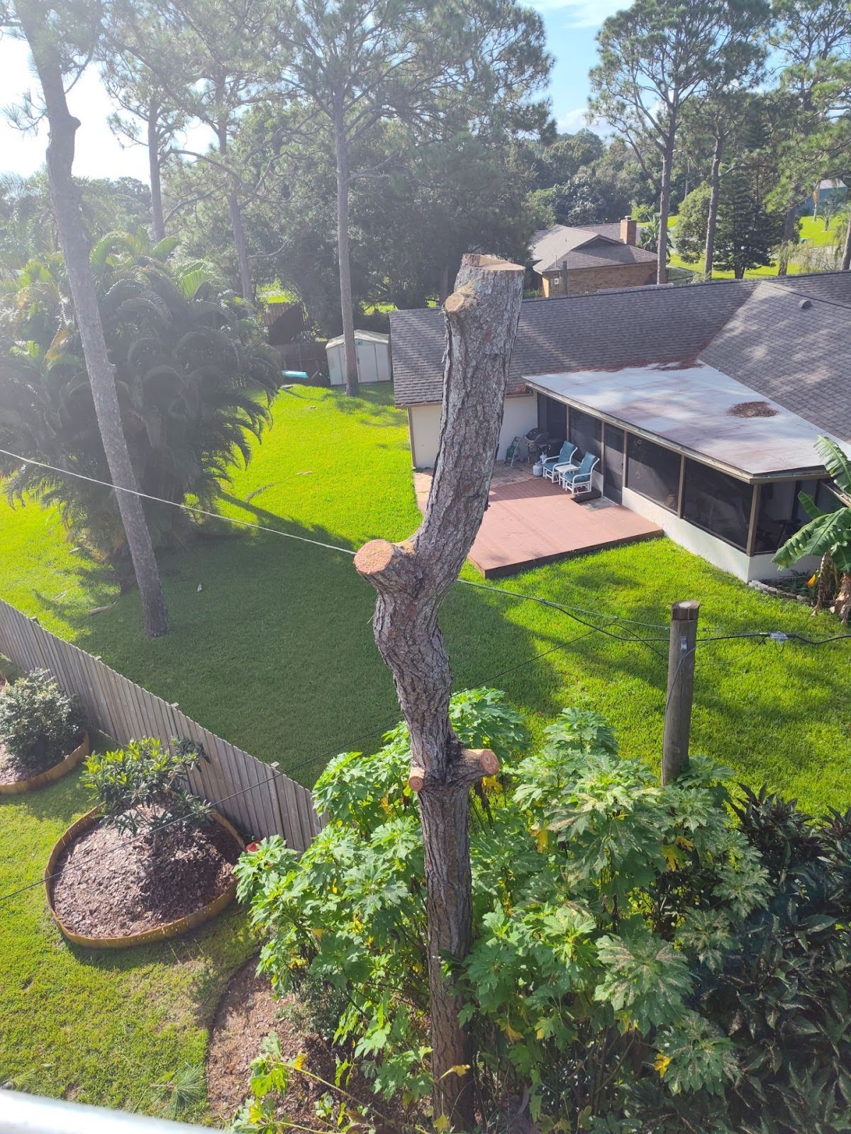 expert pine tree removal