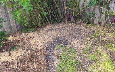 Expert Pine Tree Removal by East Coast Arbor Pro