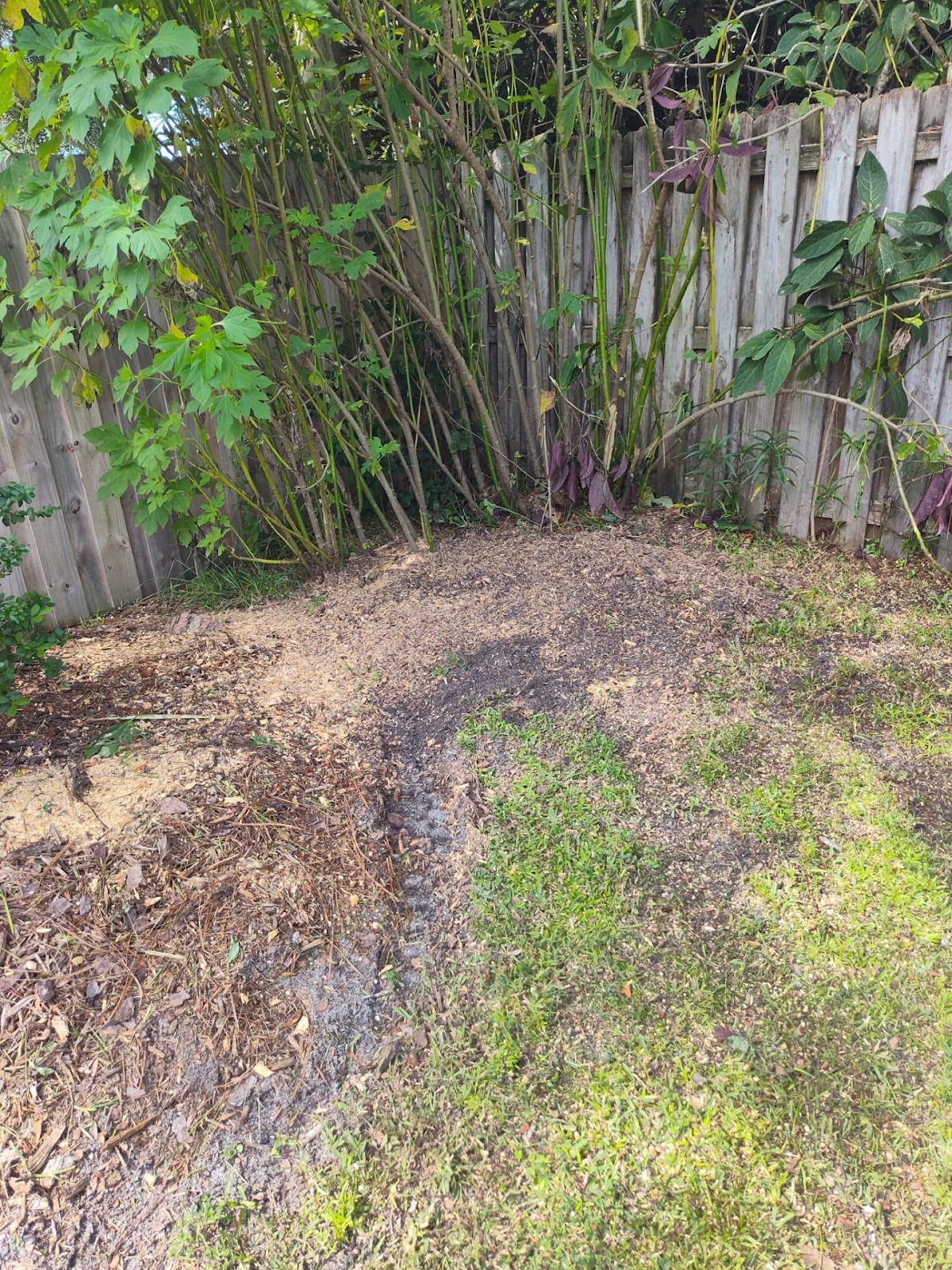 expert pine tree removal
