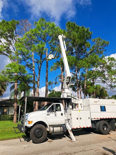 how east coast arbor pro approaches tree trimming in vero beach, florida