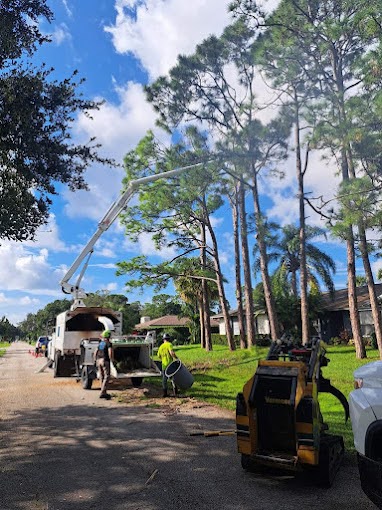 how east coast arbor pro approaches tree trimming in vero beach, florida