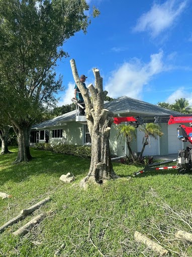 how east coast arbor pro approaches tree trimming in vero beach, florida