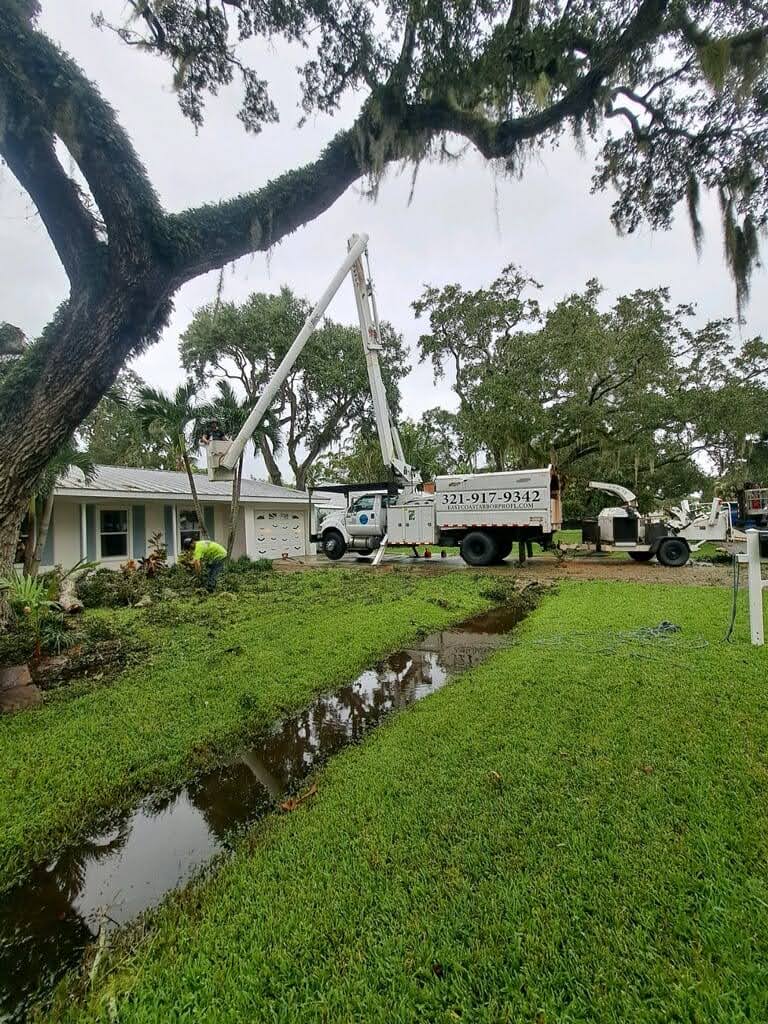 how east coast arbor pro in palm bay fl provided expert tree trimming