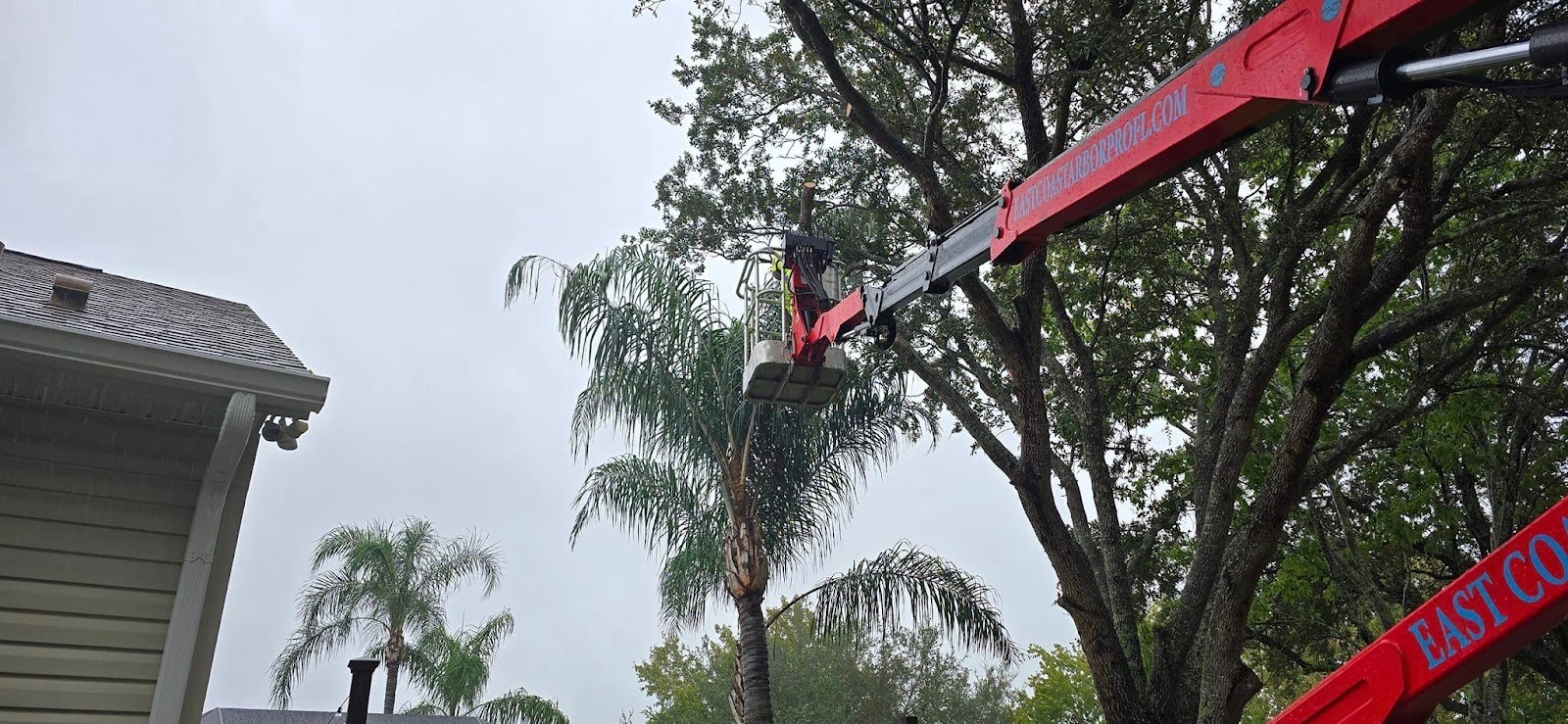 how east coast arbor pro in palm bay fl provided expert tree trimming