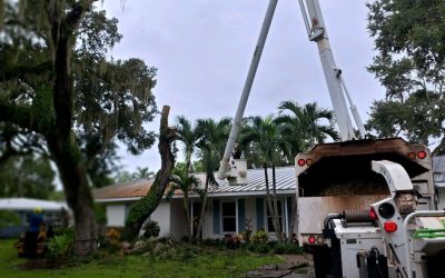 How East Coast Arbor Pro in Palm Bay, FL, Provided Expert Tree Trimming