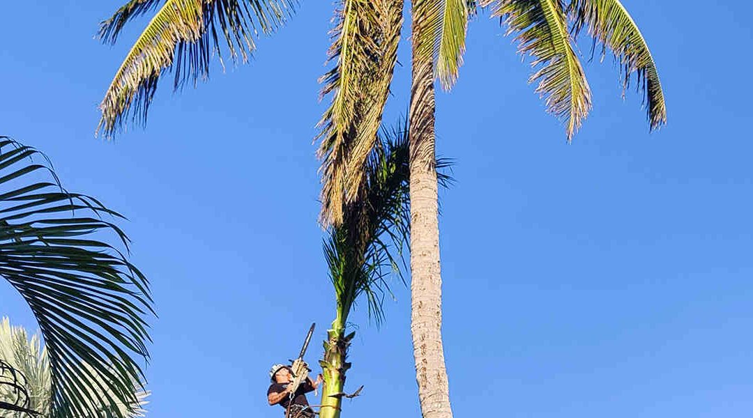 How To Cut a Leaning Tree in Palm Bay, FL