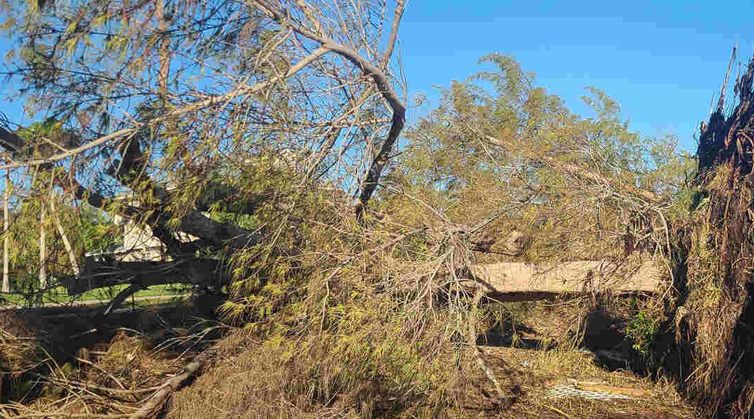 How To Identify Storm Damage on Trees in Melbourne, FL