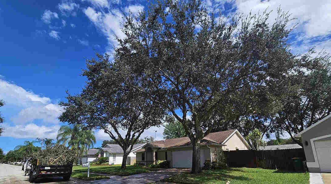 8 Tips on How to Keep Trees Healthy in Palm Bay, FL