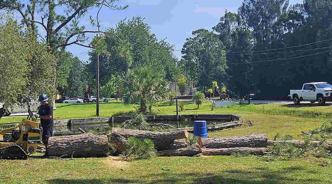 How to Remove an Established Tree the Right Way in Palm Bay, FL
