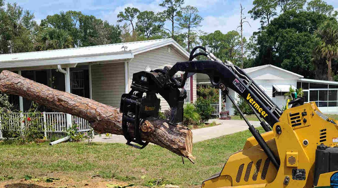 How To Repair a Damaged Tree Trunk in Vero Beach, FL